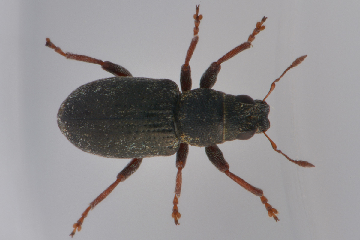 Curculionidae: Phyllobius sp?    No, Sitona sulcifrons argutulus